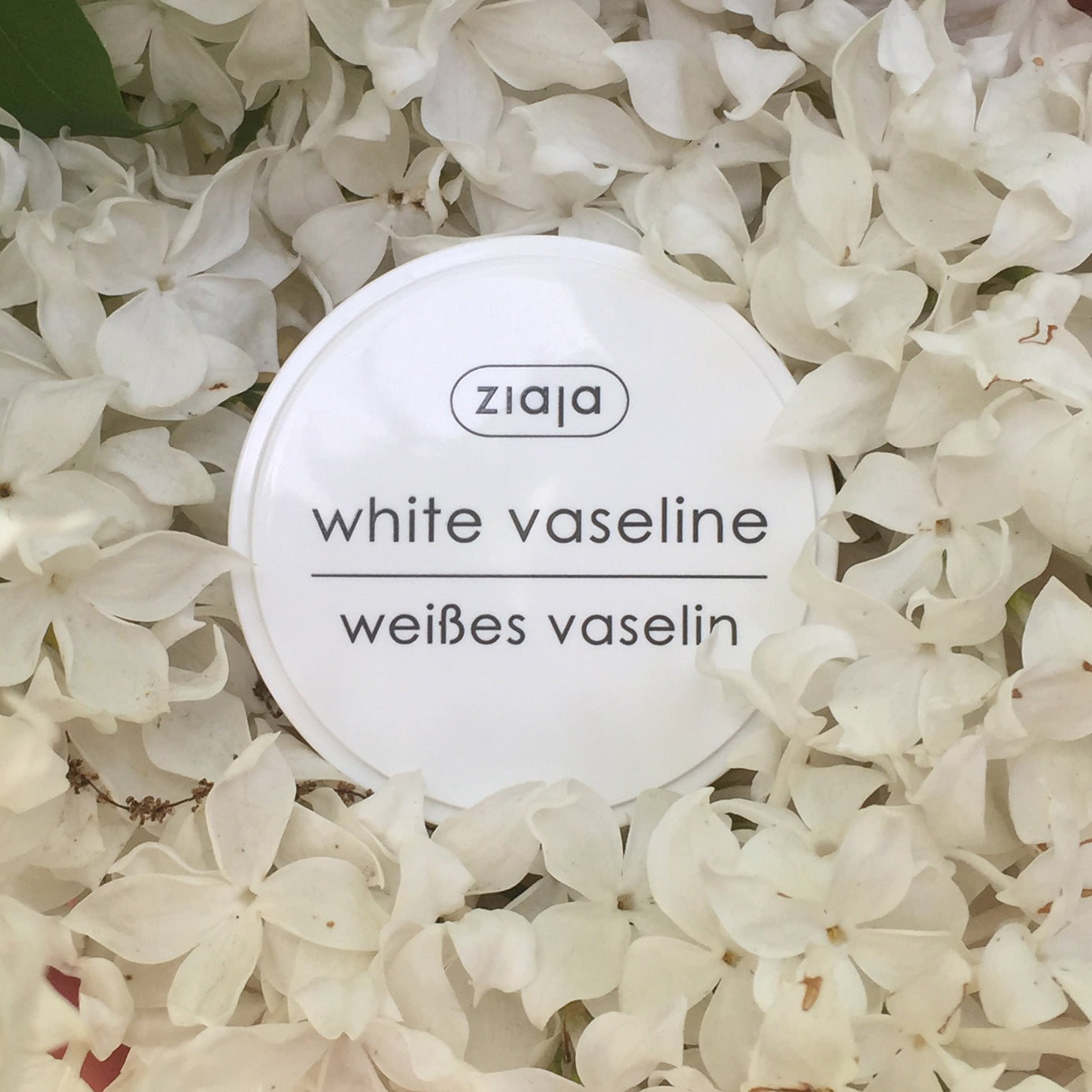 Ziaja White Vaseline tin on a bed of white flowers (flat lay, close-up).